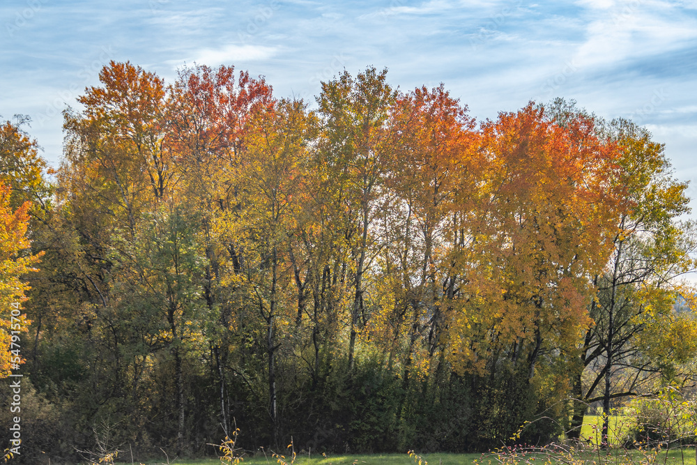 forêt au couleur de l'automne, arbres jaune, orange et vert