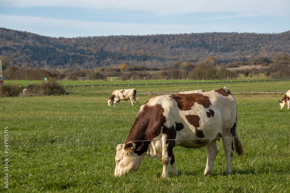 vaches dans une pâture dans le Jura vaches dans une pâture dans le Jura