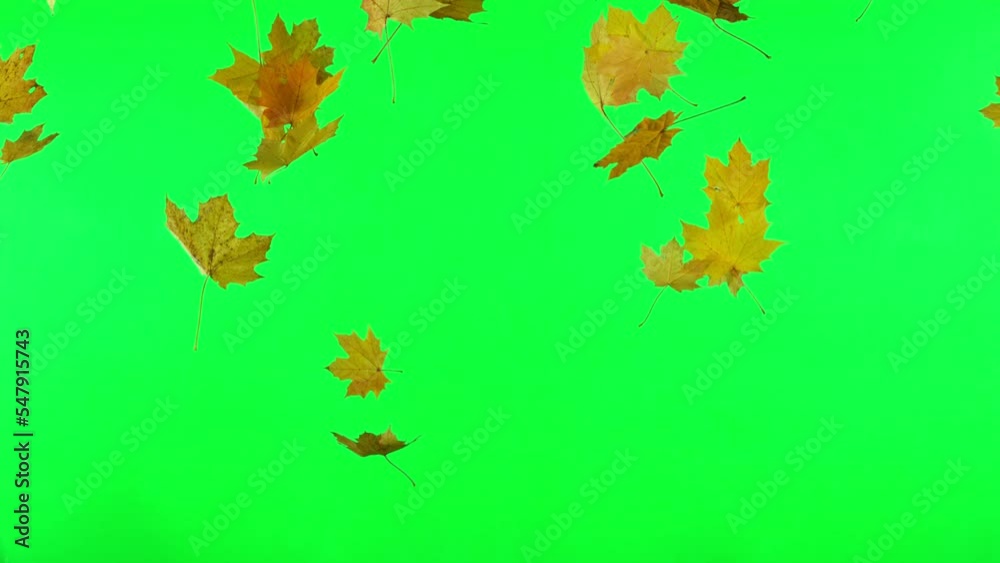 Maple Autumn Leaves Falling on Green Screen. Super Slow Motion Filmed on High Speed Cinematic Camera at 1000 FPS.
