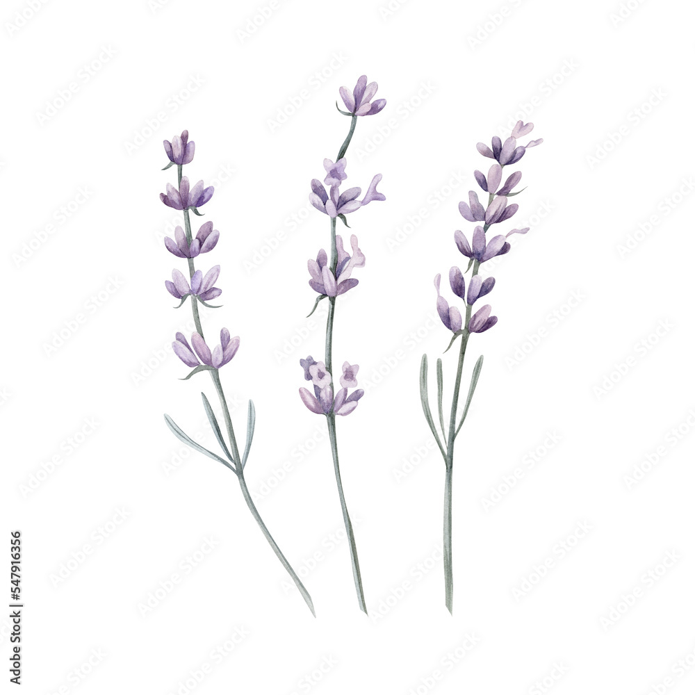Naklejka premium Lavander Watercolor. Set. Illustration for clipart. Designed for menus, culinary blogs, packaging, textiles, web design, sites, stickers, invitations, patterns, logos. Drawn by hand.