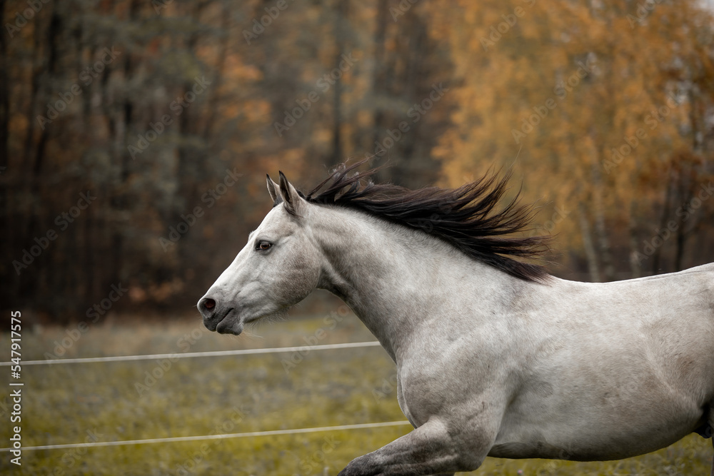 Obraz premium A beautiful gray horse of the Quarter Horse breed will say over a green field