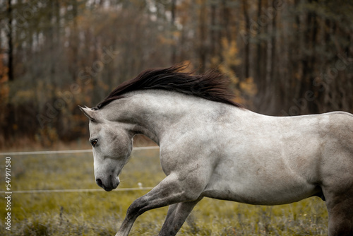 A beautiful gray horse of the Quarter Horse breed will say over a green field