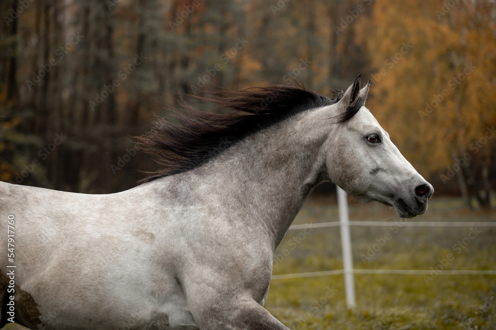 Fototapeta premium A beautiful gray horse of the Quarter Horse breed will say over a green field