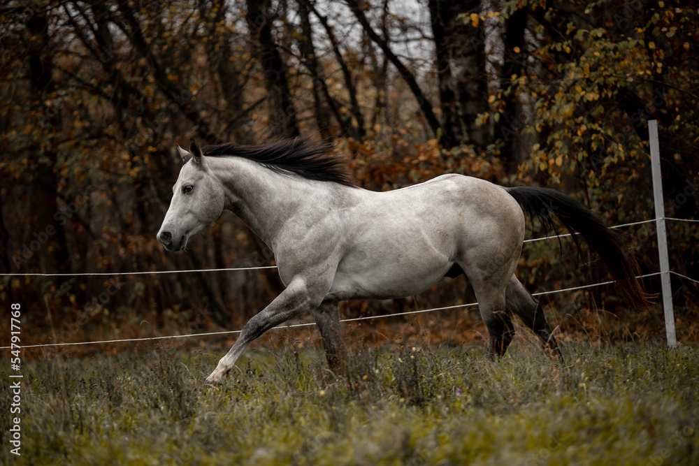 A beautiful gray horse of the Quarter Horse breed will say over a green field A beautiful gray horse of the Quarter Horse breed will say over a green field