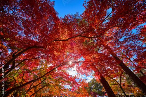 埼玉県長瀞の月の石もみじ公園の紅葉を逆光で見る photo