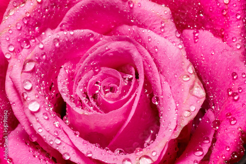 Close up of the middle of a beautiful pink rose covered with water droplets on its petals