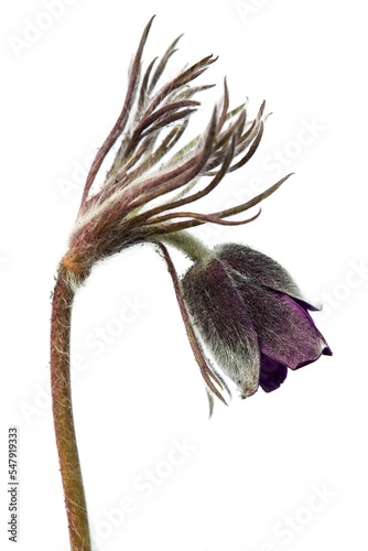 Obraz na plátně pasqueflower or pasque flower Pulsatilla pratensis