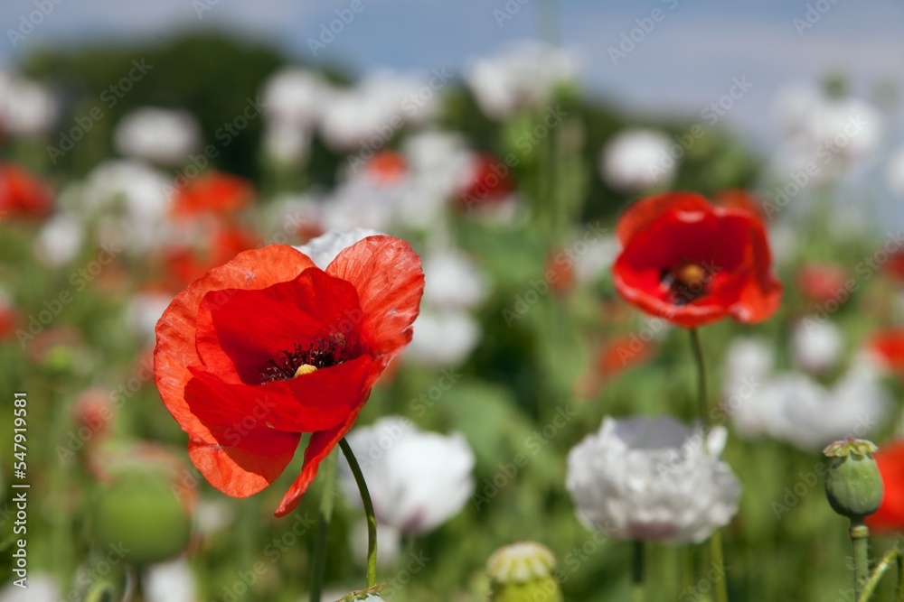 Fototapeta premium White opium poppy papaver somniferum weeded red poppies