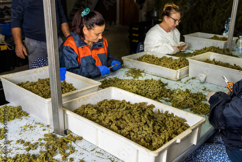 Female’s workers in gloves trimming with scissors marijuana leaves from dry buds