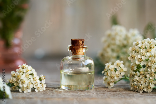 A transparent bottle of essential oil with blooming yarrow