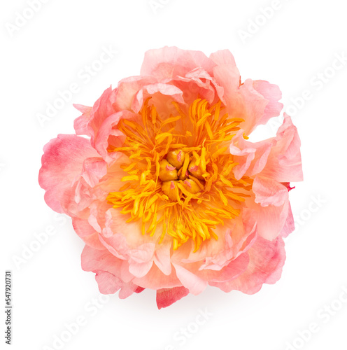 Fototapeta Naklejka Na Ścianę i Meble -  Peony flower isolated on white background