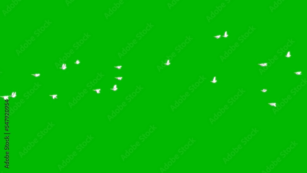 Flock of Pigeons Flying on Green Screen
