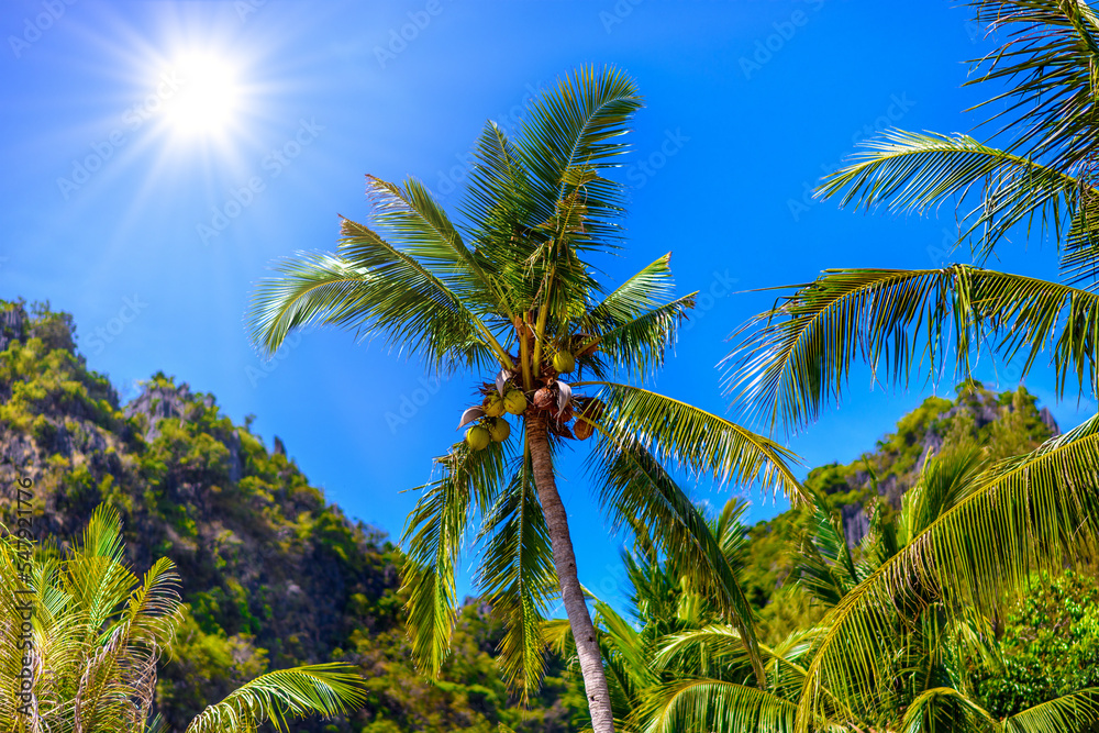 Coconut palm with coconuts with a blue sky, Railay beach west, A Coconut palm with coconuts with a blue sky, Railay beach west, A