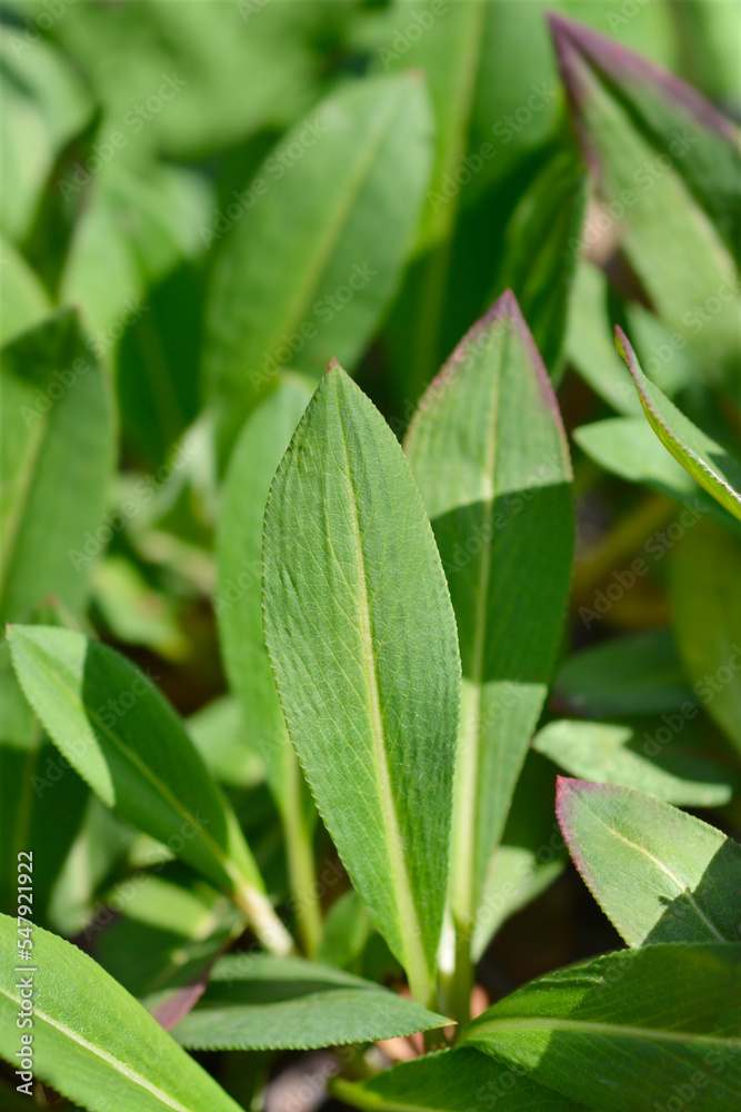 Fleece flower green leaves Fleece flower green leaves