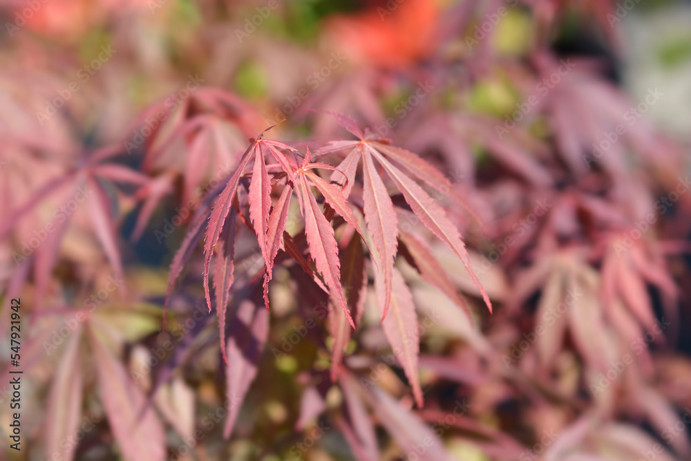 Skeeters Broom Japanese Maple red leaves Skeeters Broom Japanese Maple red leaves