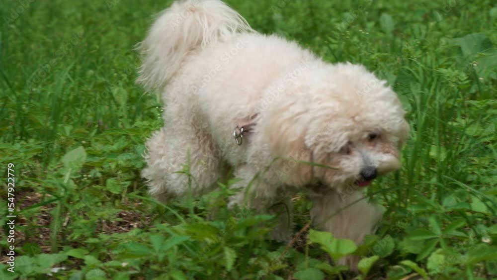 Cute dog runing on green grass in park Cute dog runing on green grass in park