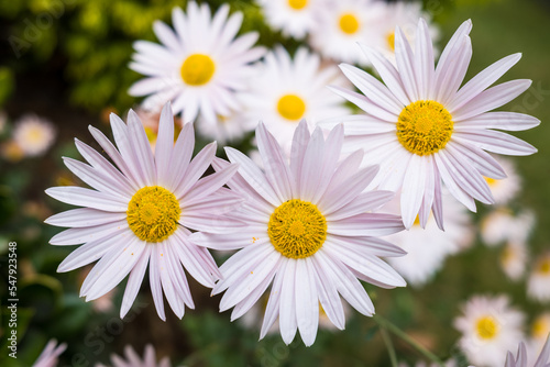 Pink Daisies Blooming in a Group on a Bright Day