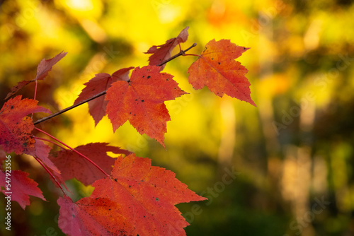 Close up Photograph of Leaves on a Tree Changing Vibrant Colors in Autumn.