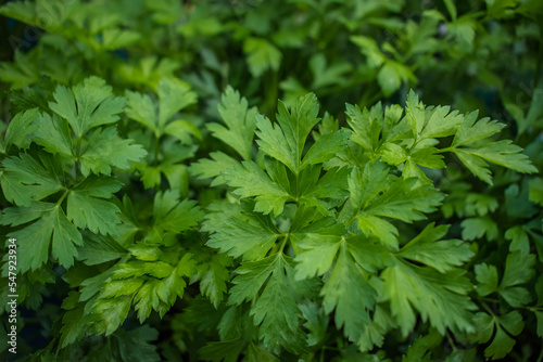 Parsley plantation with green leaves in selective focus and blur background