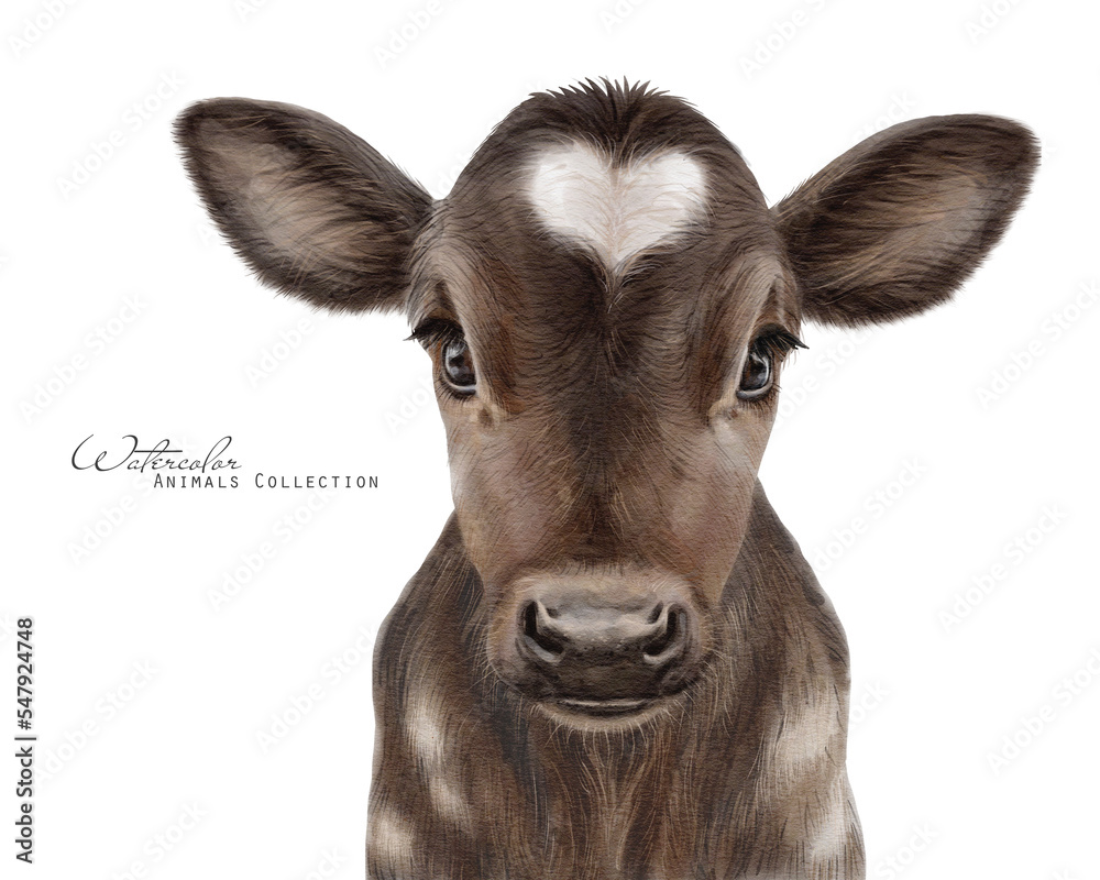 Cow baby. Watercolor young bull. Farm animals illustration