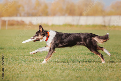 Fototapeta Naklejka Na Ścianę i Meble -  Dog catching flying disk in jump, pet playing outdoors in a park. Sporting event, achievement in sport