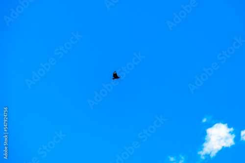 flying condor in the blue sky