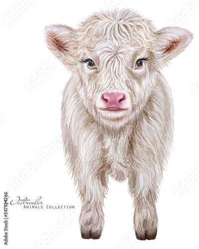 Watercolor highland cow. Baby calf. White bull-calf