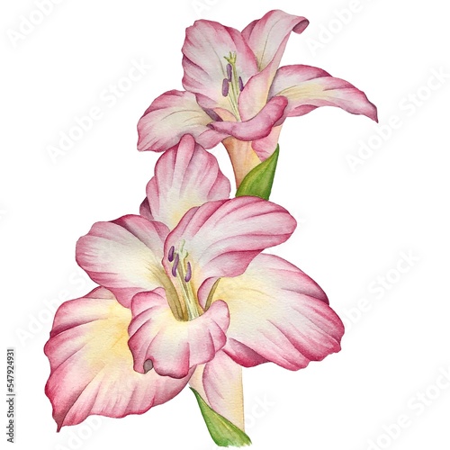 Fototapeta Naklejka Na Ścianę i Meble -  Two pink gladiolus flowers watercolor illustration.