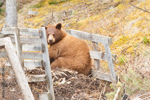 American Black Bea sits on garden compost pile photo