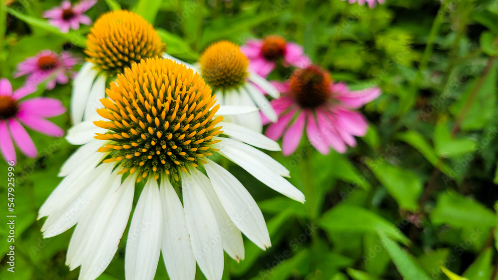 bee on a flower bee on a flower