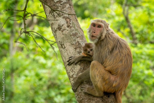 Mother loving her baby tender moment. Rhesus macaque or Macaca monkey mother and baby in her lap cuddle moment or behavior on tree in natural green background in forest of central india asia