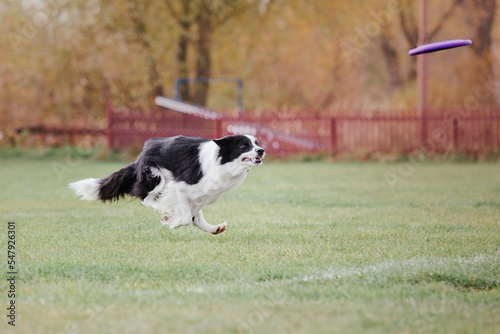 Dog catching flying disk in jump, pet playing outdoors in a park. Sporting event, achievement in sport © OlgaOvcharenko