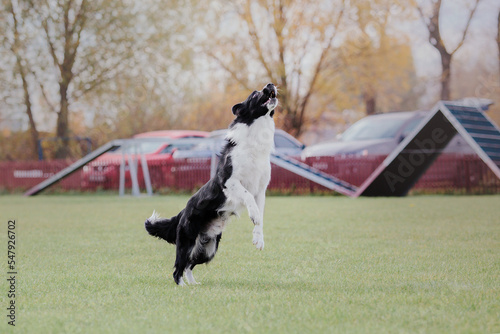 Dog catching flying disk in jump, pet playing outdoors in a park. Sporting event, achievement in sport