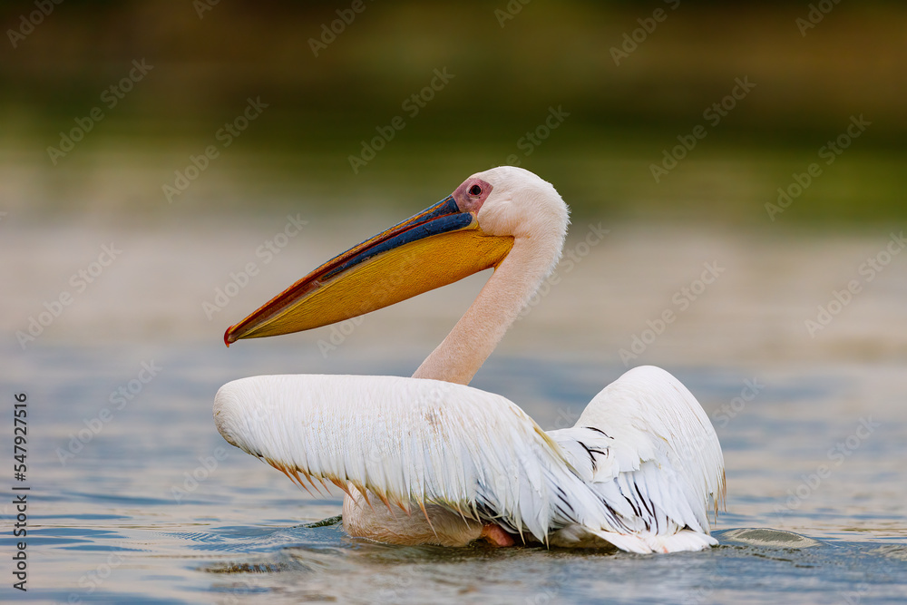 A pelican in the wilderness of the Danube Delta in Romania A pelican in the wilderness of the Danube Delta in Romania