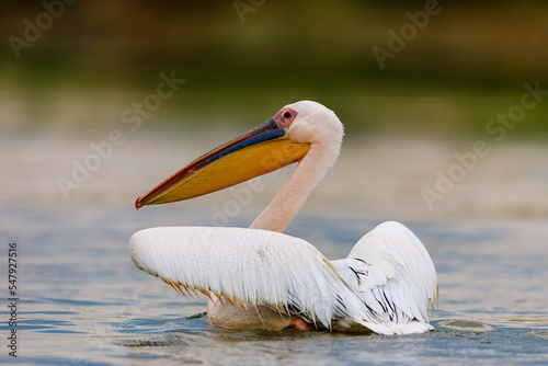 A pelican in the wilderness of the Danube Delta in Romania  © hecke71