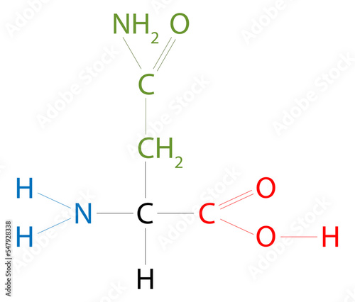 The structure of Asparagine. Asparagine is an amino acid that has a side chain carboxamide. photo