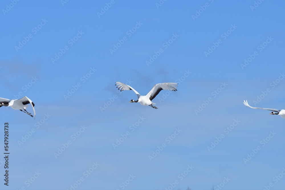 Bird watching, red-crowned crane, in
winter Bird watching, red-crowned crane, in
winter