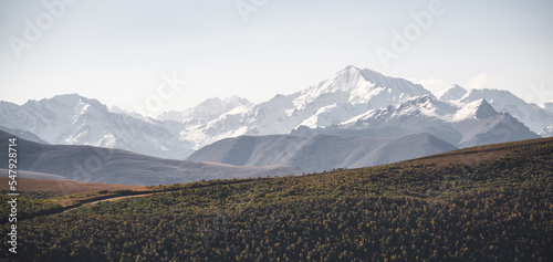 Panorama of a hill in the mountains covered with yellow autumn trees against the background of a mountain rocky ridge with snow and glaciers, autumn Caucasian landscape in October © Denis