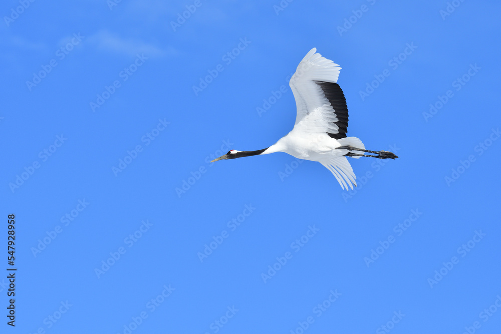 Bird watching, red-crowned crane, in
winter Bird watching, red-crowned crane, in
winter
