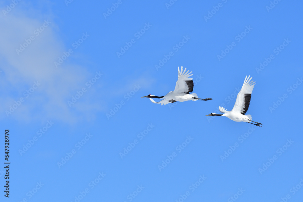 Obraz premium Bird watching, red-crowned crane, in winter
