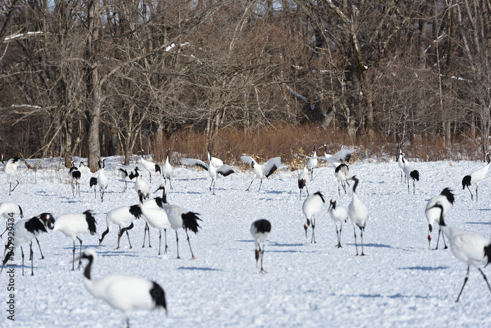 Obraz premium Bird watching, red-crowned crane, in winter