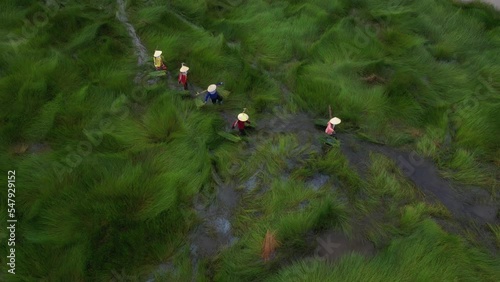 Aerial view of vietnamese woman on the field near Hoi An ancient town, Quang Nam, Vietnam