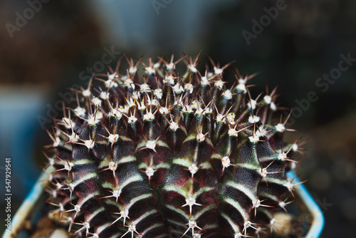 Gymnocalycium Cactus Cristata, Cactus has a special shape. Genetic abnormality, Cactus or succulent that breed from thailand photo