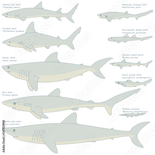 Illustration of ten kinds of sharks photo