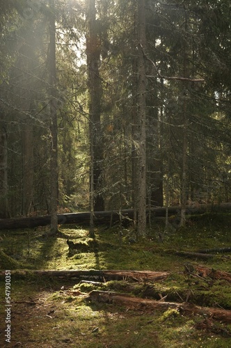 Natural park of Estonia photo