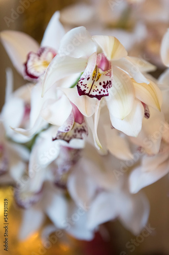 Bl  hender Orchideen Zweig