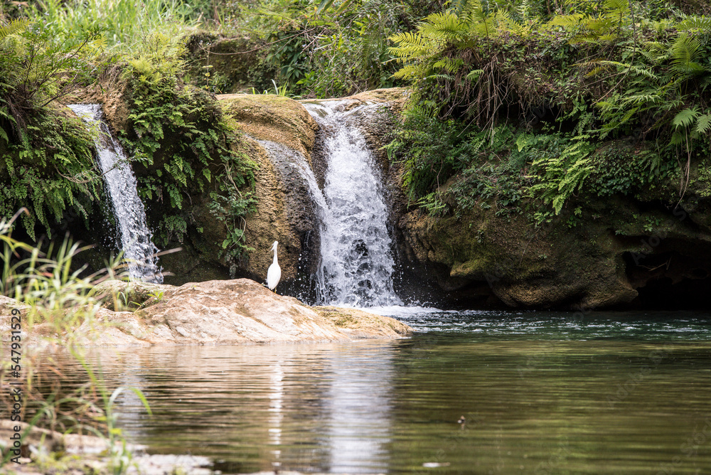 Fototapeta premium waterfall in the forest