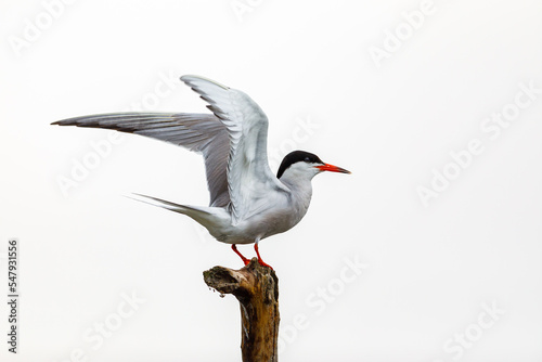A common tern in the danube delta of romania 