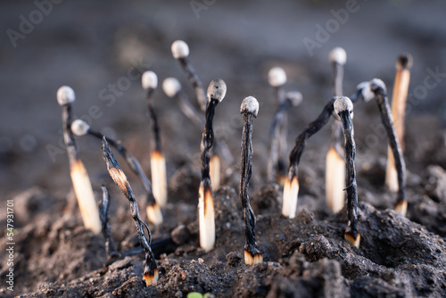 Used household wooden matches sticking out of the soil close-up on a blurred background. Forest fires and burning nature. The state of ecology is not on the earth. Emotional burnout and depression