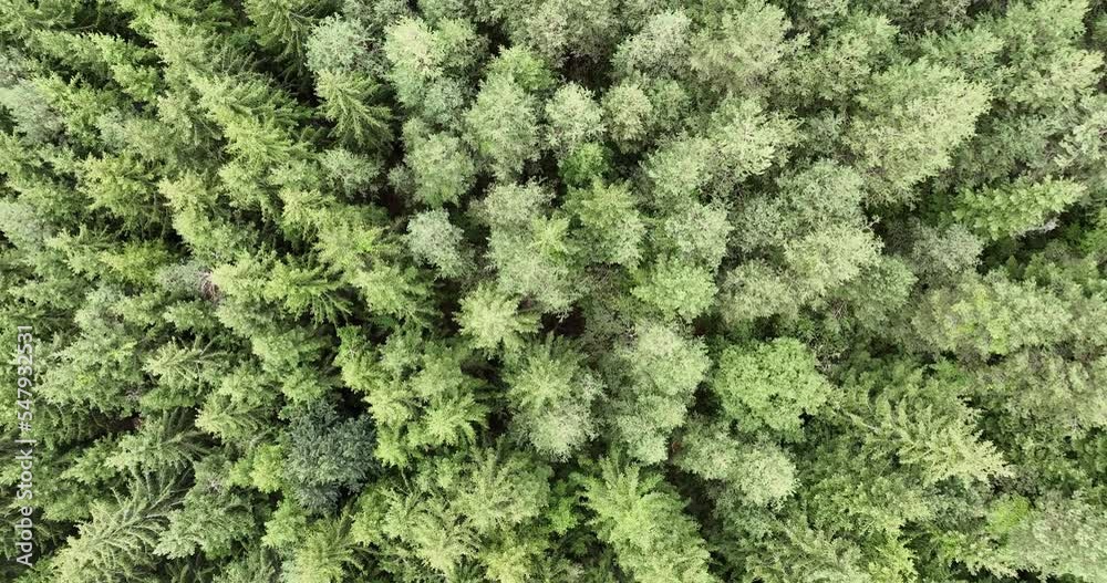 Pine forest fog clouds descending aerial top view drone 4K video Pine forest fog clouds descending aerial top view drone 4K video